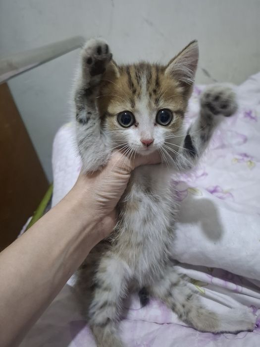 Отдам в хорошие руки