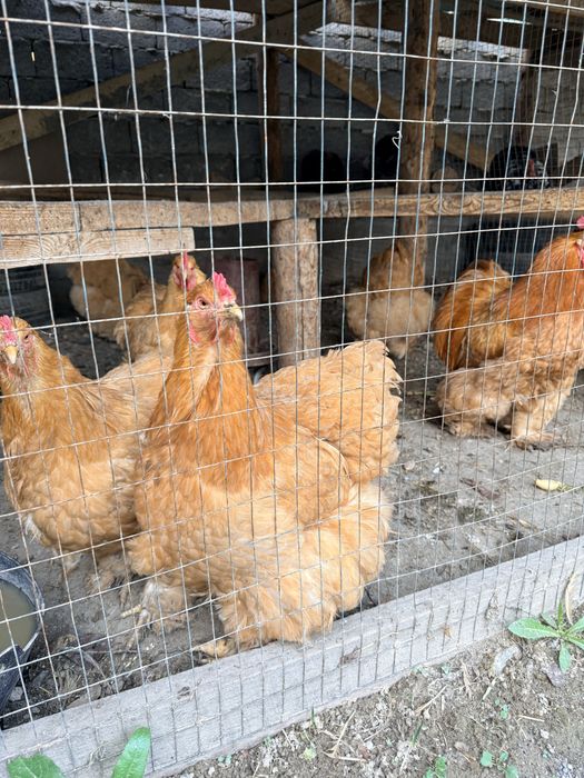 Брама кох паливий товук тухумлари сотилади