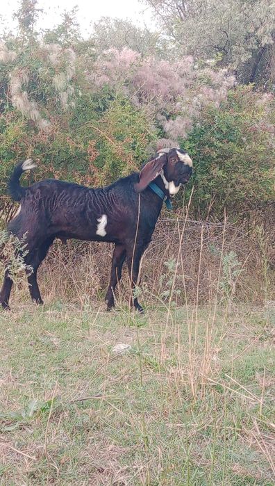 Ешкі  битал.  Битал.