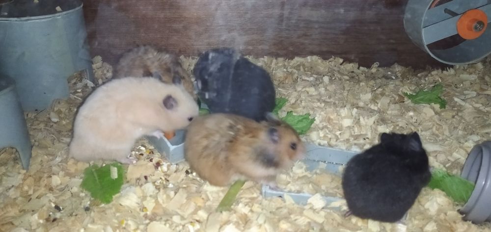 Продаются хомячата сирийские