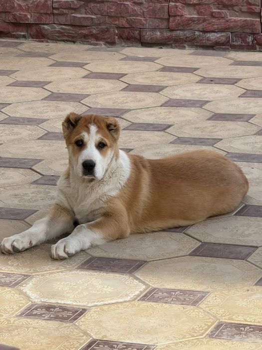 Среднеазиатская овчарка