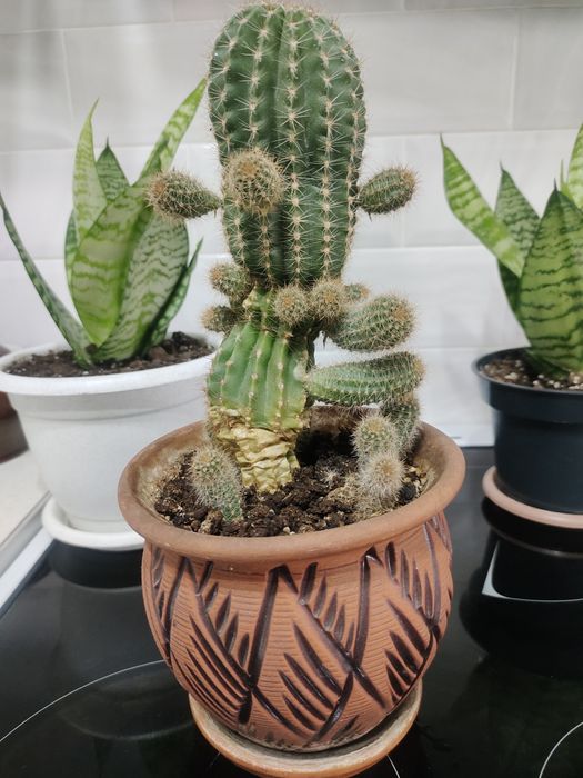 Продам кактус ..