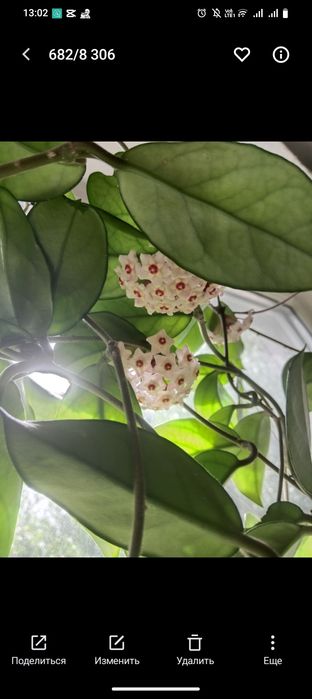 Хойя Карноса Комнатные цветы