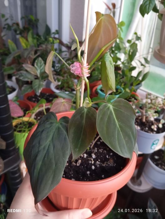 Продам комнатные растения