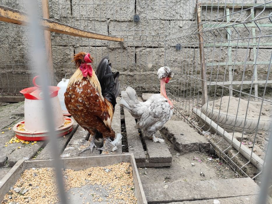 De vânzare găini pitice