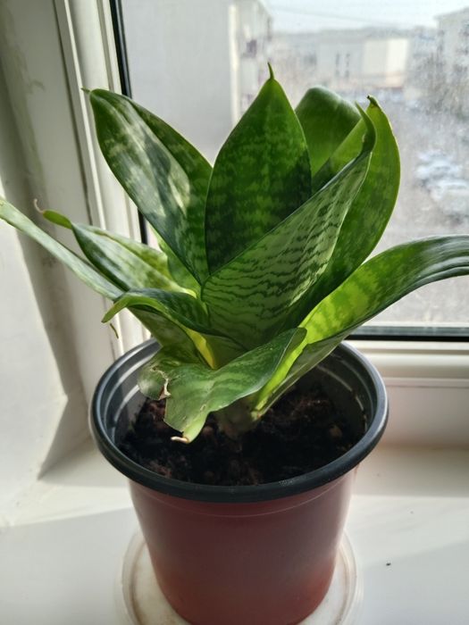 Растения  разные