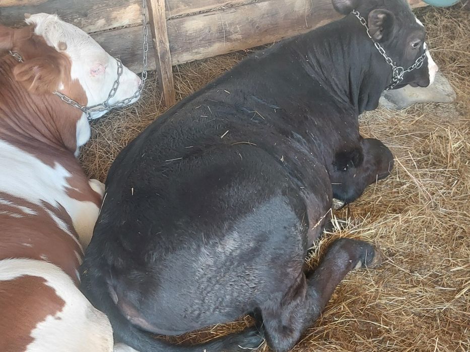 VIȚEI DE VÂNZARE 4 bucăți 2 masculi 2 femele