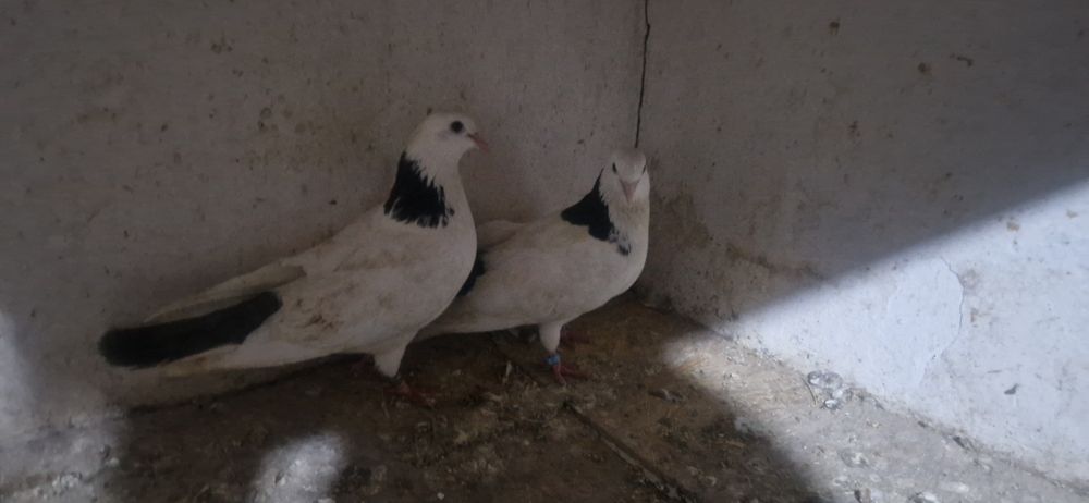 Черношеики пара готовая