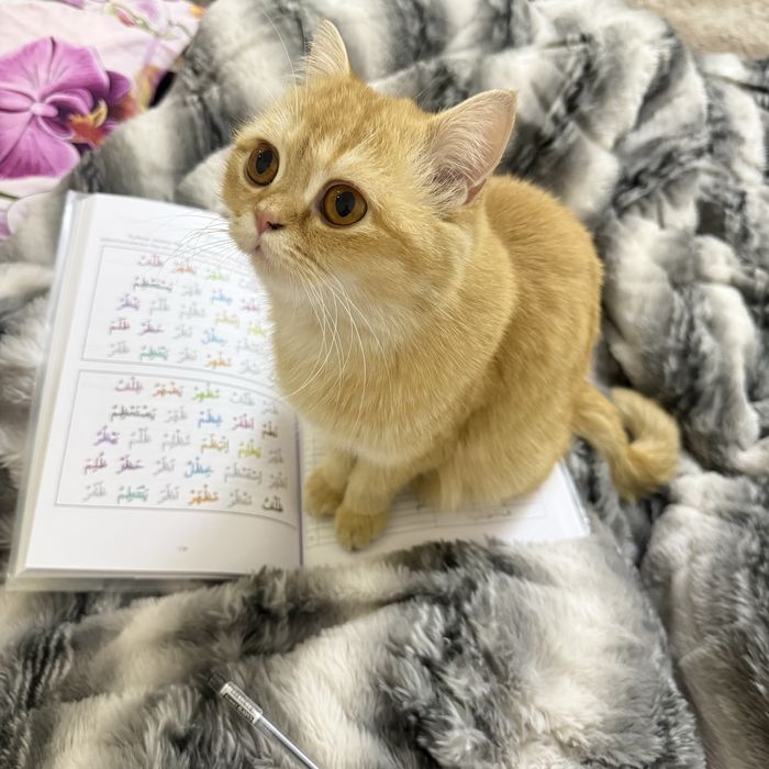 Mushuk sotiladi zoti : zolotaya shinshilla