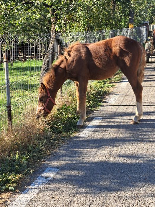 Manza de 5 luni  provine din cai grei in ultima poza se poate vedea tatăl  ,,Campionu  Cimbru''