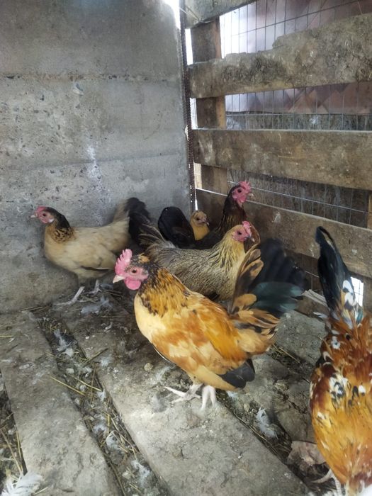 Продам куры домашние