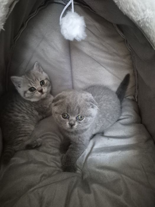 Продам шотландских котят