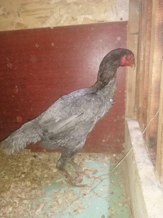 Дакан вьетнам кытай