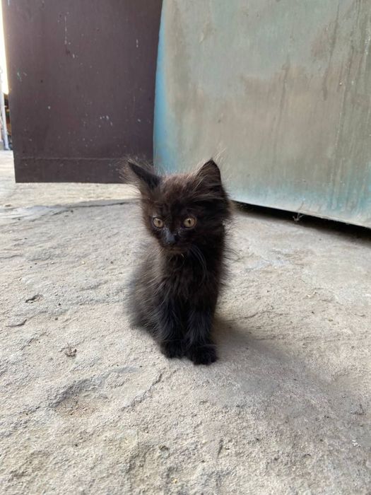 Котёнок мальчик в добрые руки