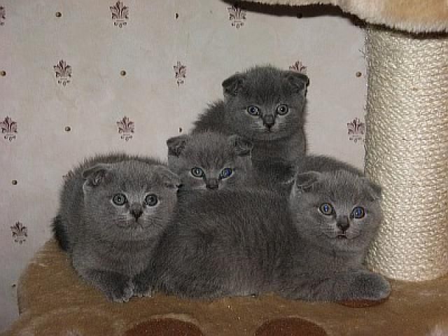 Вислоухие Шотландские котята