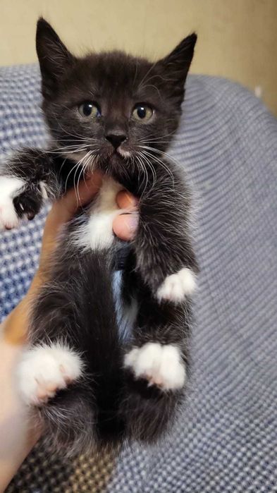 котята турецкой ангоры