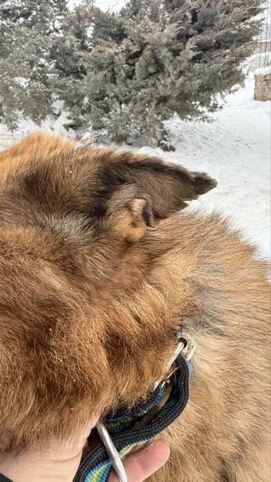 Найдена собака Овчарка