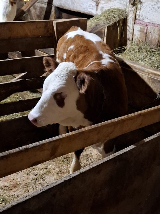 De vânzare vacă bălțată