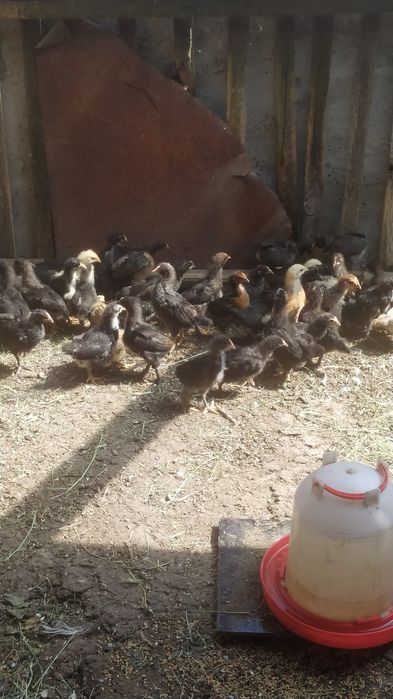 Домашние цыплята.