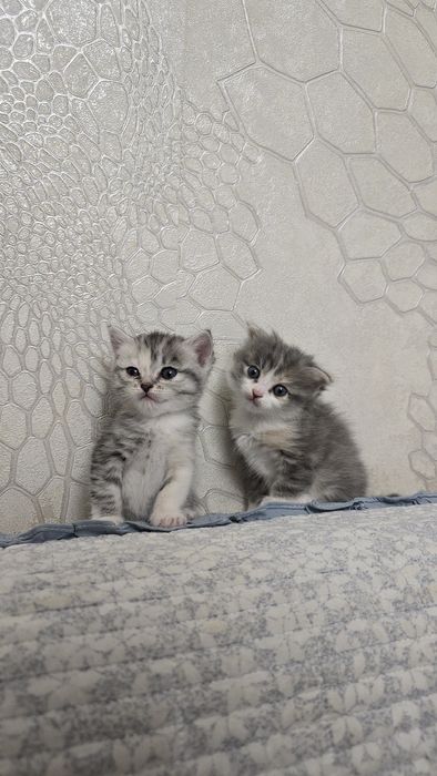 Продам котят, пока только бронь