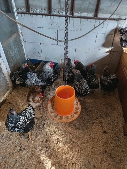 Găini și cocos wiandote