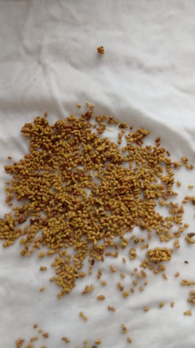 Жуалының жоңышқа  ұрығы бірінші орым, пектуспен тазаланған жақсы