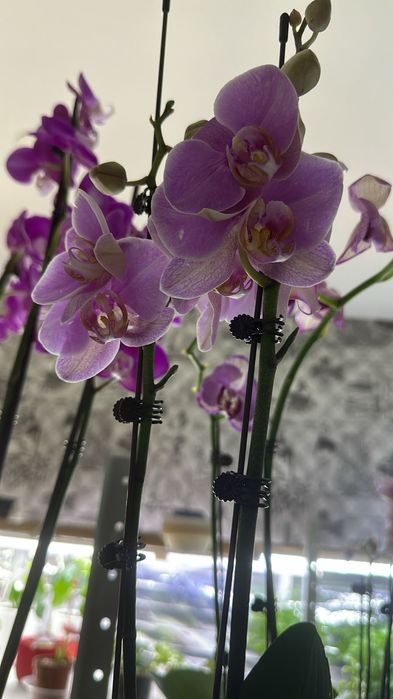 Шикарная орхидея фаленопсис