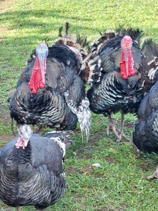 Curci și curcani de vânzare