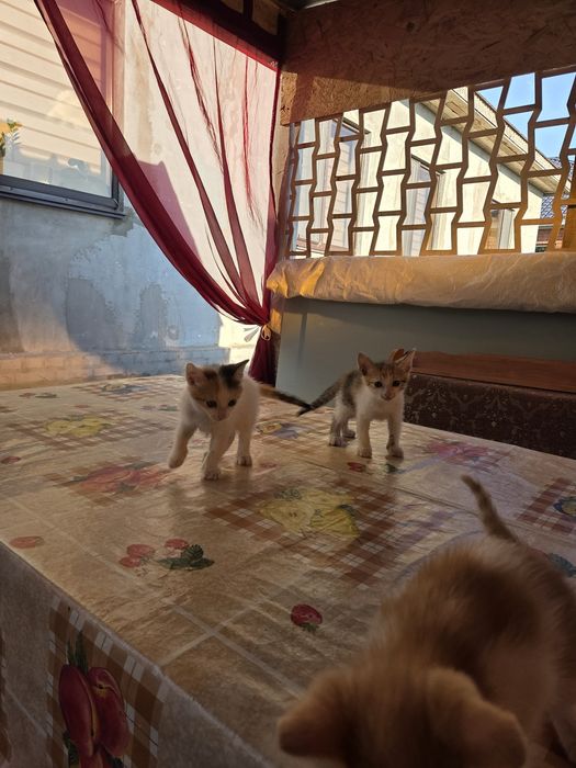 отдам котят в добрые руки