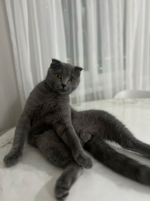 кот вислоух бесплатно