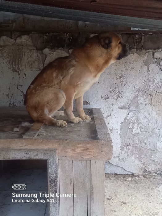 Продам Алабай девочка