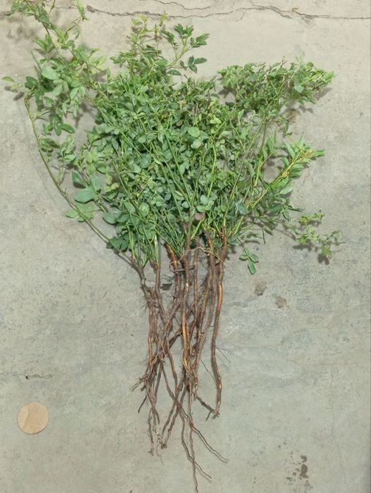 Наматак кучати1 йиллик