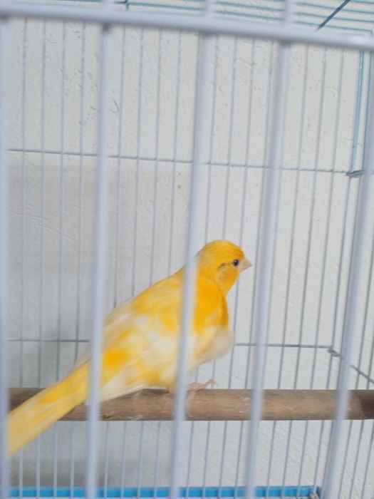 Кеноры Крупные. .