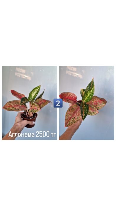 Продам комнатный цветок Аглонему