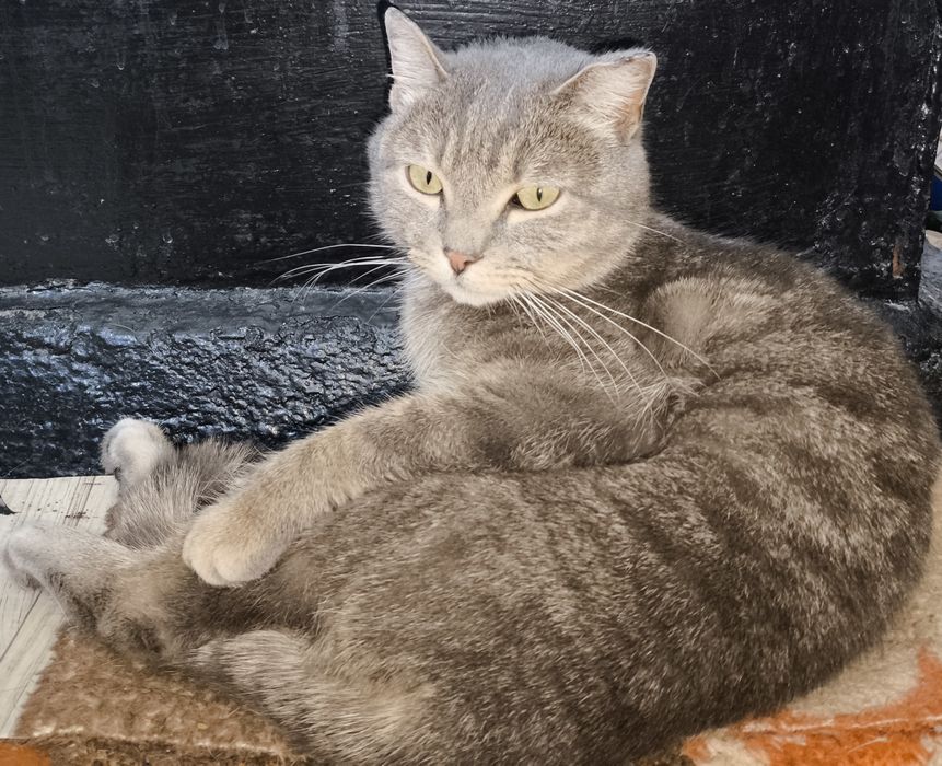 Отдам даром кота