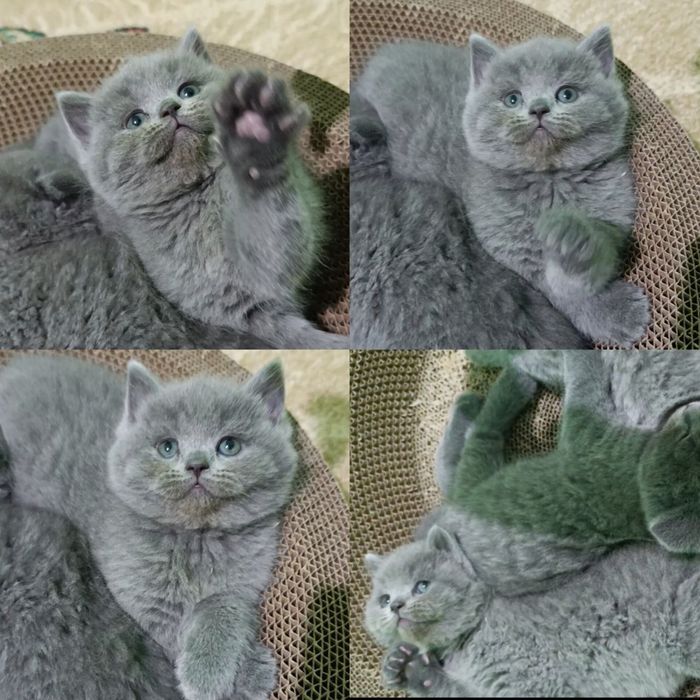 Продаётся кошечка скоттиш фолд