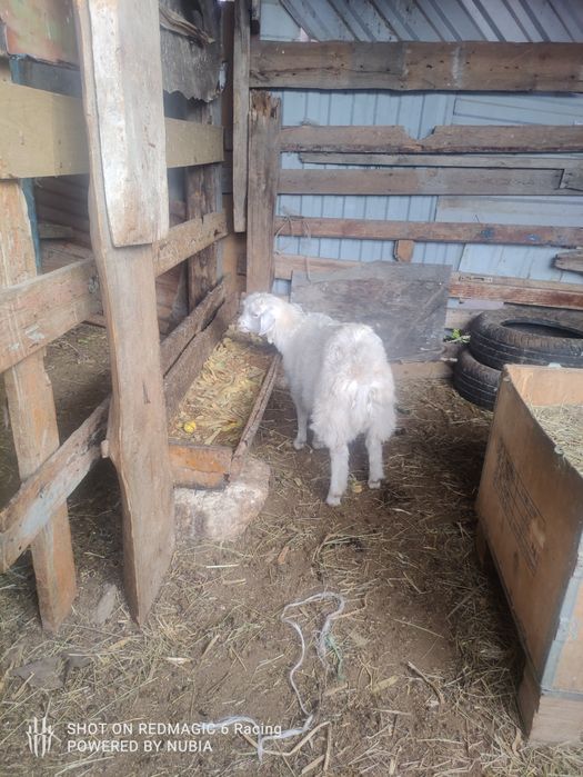 Продам козлёнок породистый