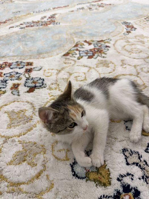 Отдадим котенка в хорошие руки!!!