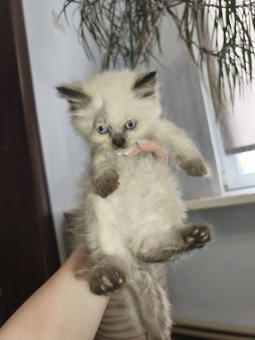 Сиамский пушистый котенок ищет дом