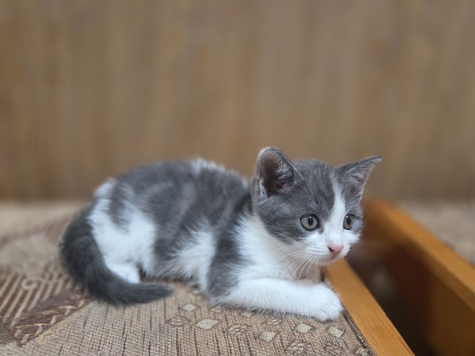 Котёнок в добрые руки
