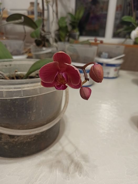 Орхидея - детка, детёныш