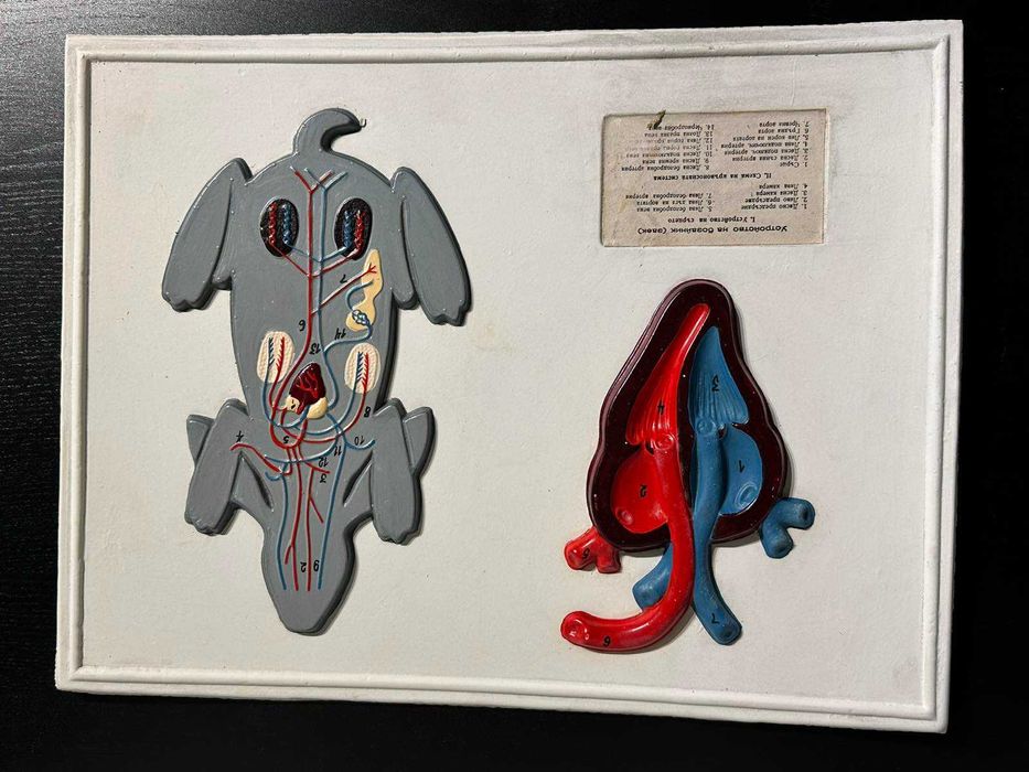 Соц Учебни Табла Помагала по Биология