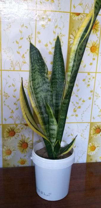 Комнатные цветы монстера