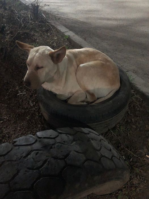 Пристраивается собака