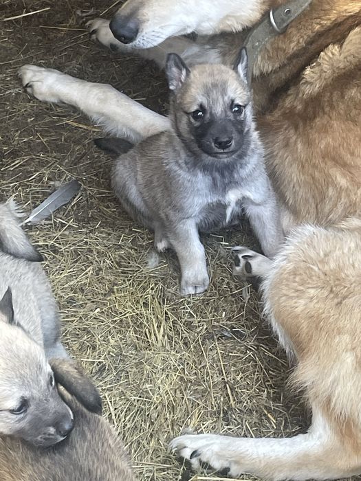 Щенки лайки от рабочих собак