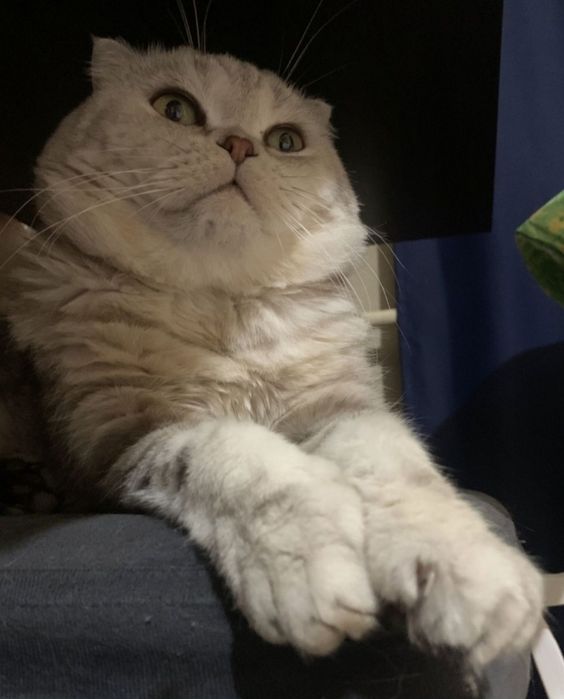 Вязка. Шотландский кот.
