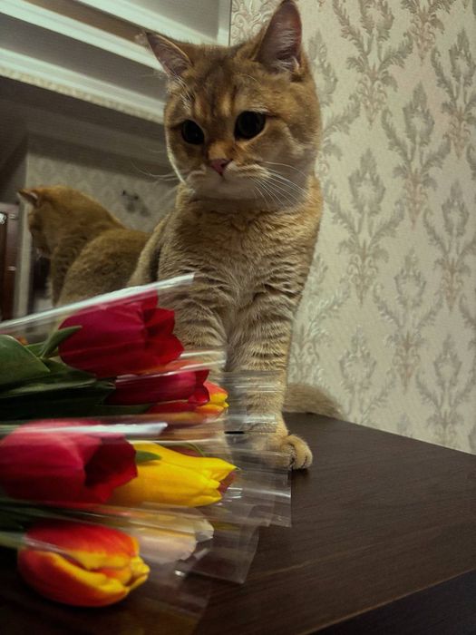 Шиншилла золотыстая
