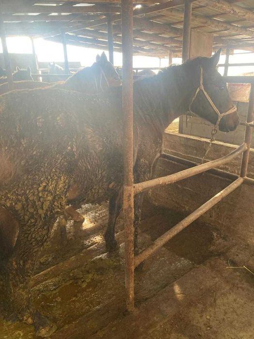 Тайчики на согым