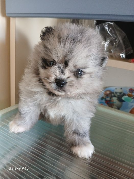 Щенки мини шпица