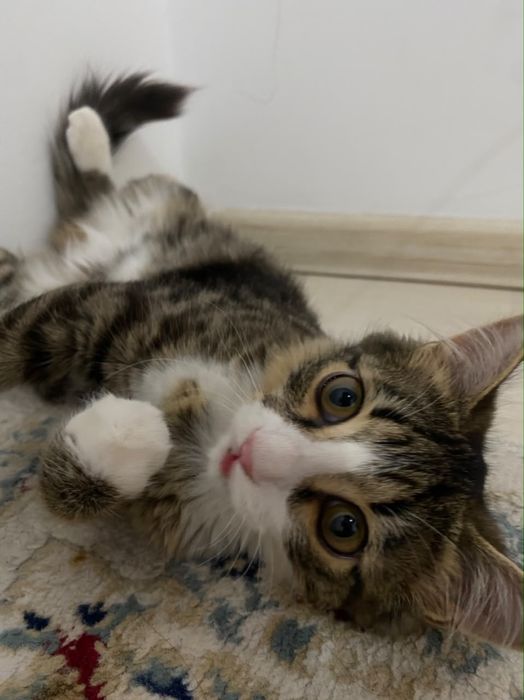 Суйкімді котенок